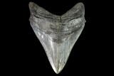 Serrated, Fossil Megalodon Tooth - Georgia #90785-1